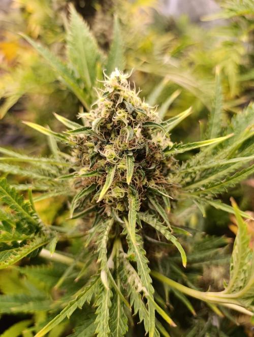 Mentha de Croco Fem Xpertnutrients. Week 12