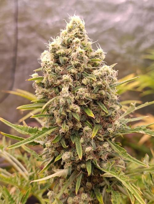 Mentha de Croco Fem Xpertnutrients. Week 12