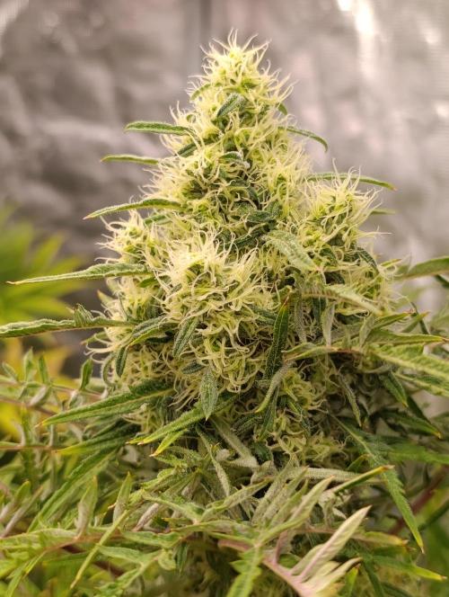 Mentha de Croco Fem Xpertnutrients. Week 12