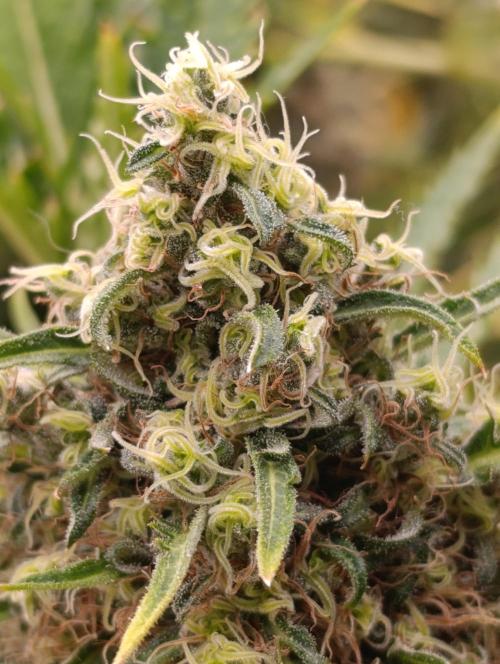 Mentha de Croco Fem Xpertnutrients. Week 12