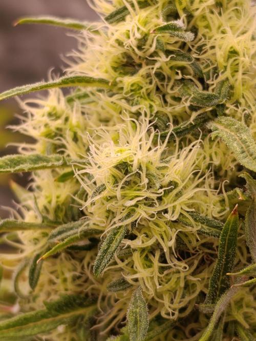 Mentha de Croco Fem Xpertnutrients. Week 12