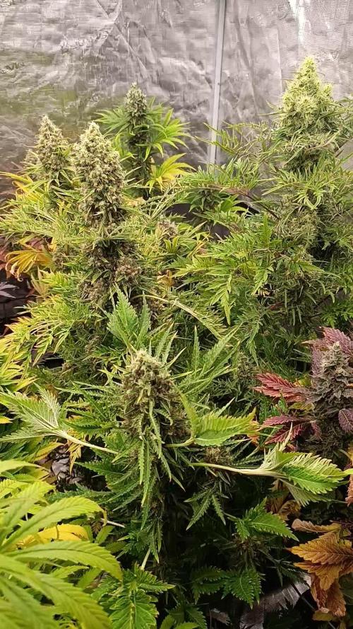 Mentha de Croco Fem Xpertnutrients