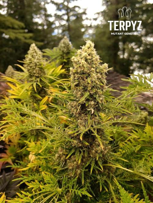 Mentha de Croco Fem Xpertnutrients. Week 12