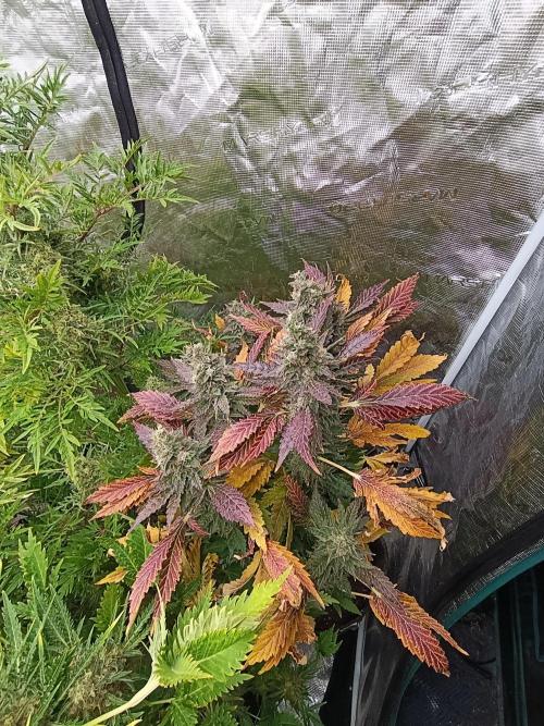 Sticky Queen Flower. Week 12