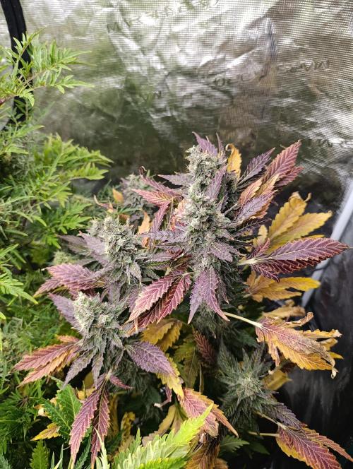 Sticky Queen Flower. Week 12