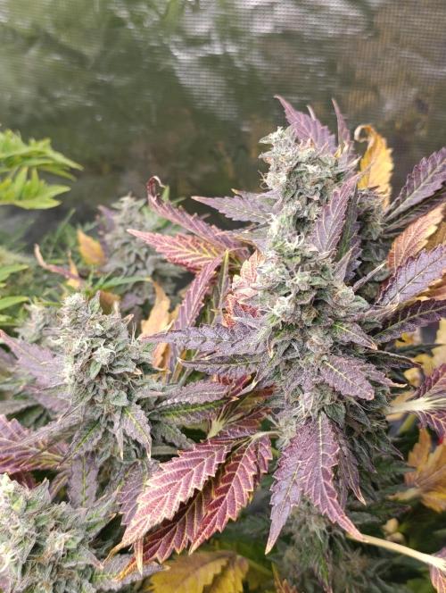 Sticky Queen Flower. Week 12