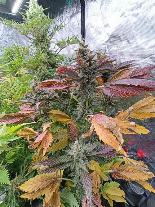 Sticky Queen Flower. Week 12