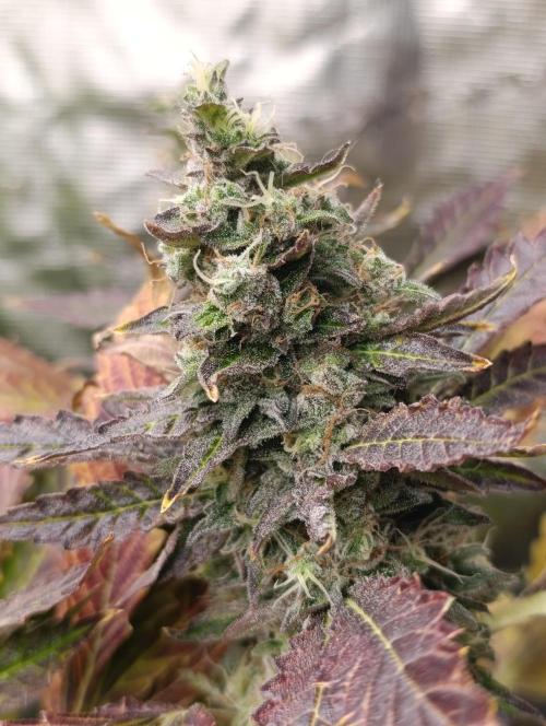 Sticky Queen Flower. Week 12