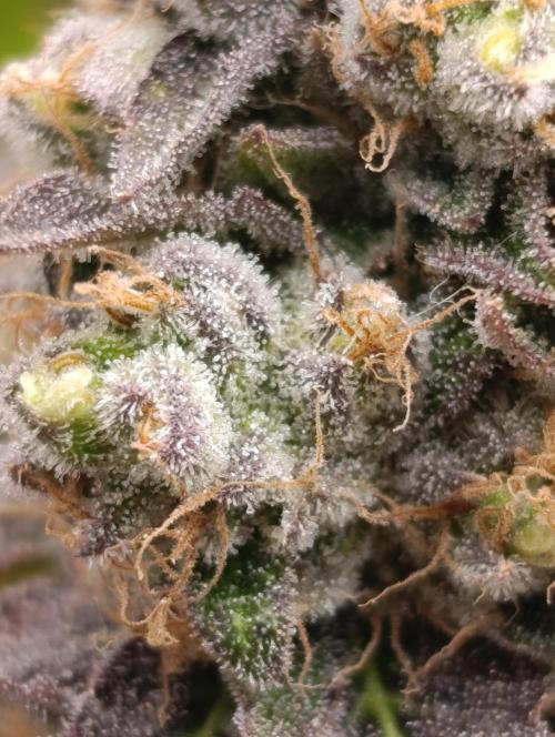 Sticky Queen Flower. Week 12