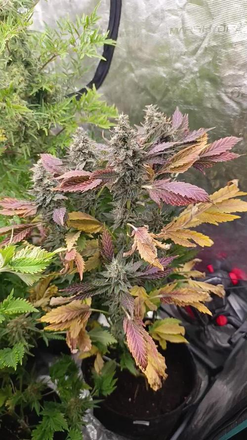 Sticky Queen Flower