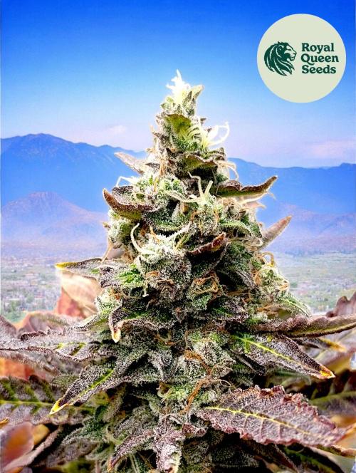 Sticky Queen Flower. Week 12