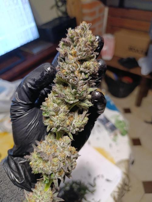 Biscotti Gelato Marshydro. Week 13