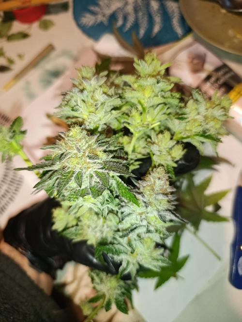 Biscotti Gelato Marshydro. Week 13