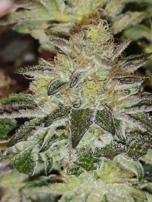 Biscotti Gelato Marshydro. Week 13