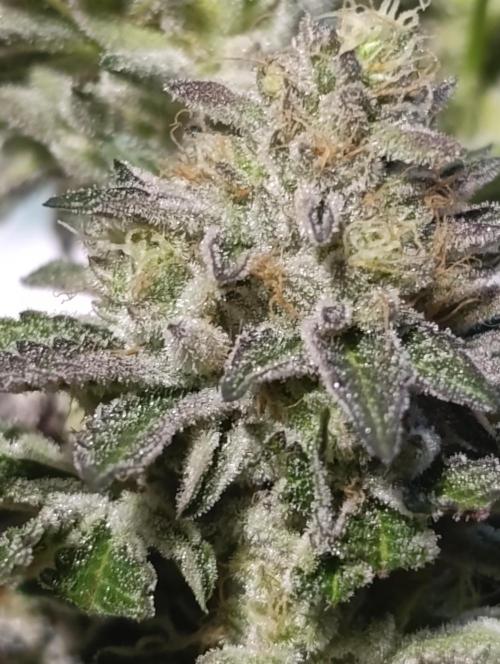 Biscotti Gelato Marshydro. Week 13