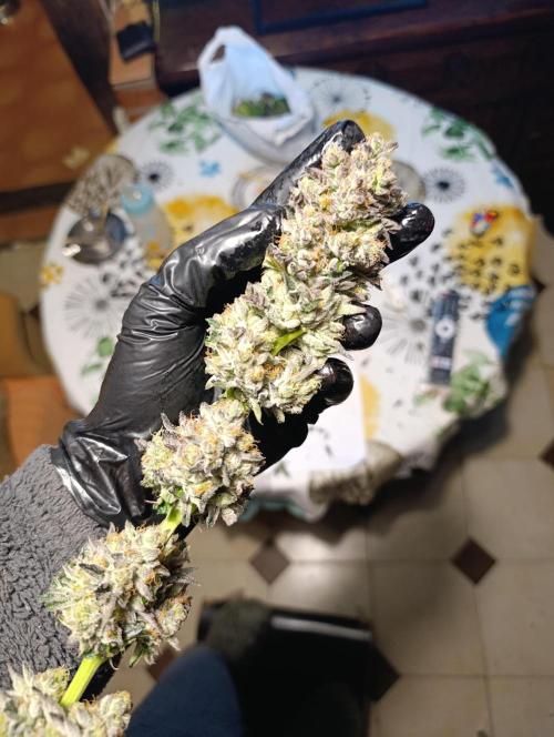 Biscotti Gelato Marshydro. Week 13