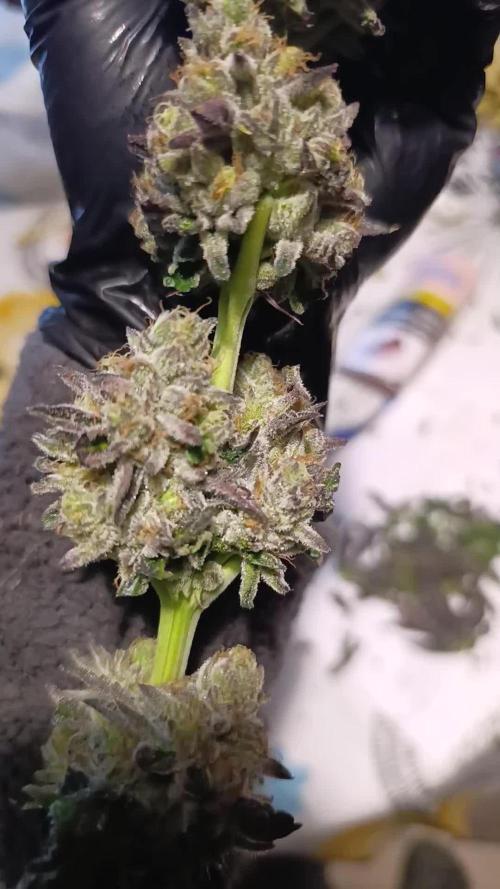 Biscotti Gelato Marshydro