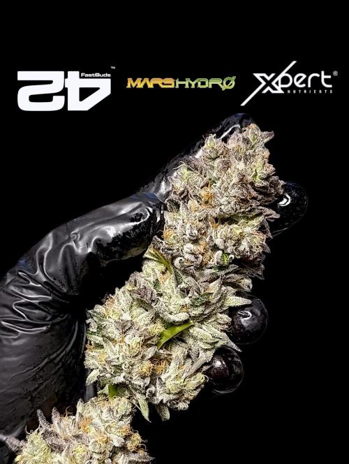 Biscotti Gelato Marshydro. Week 13