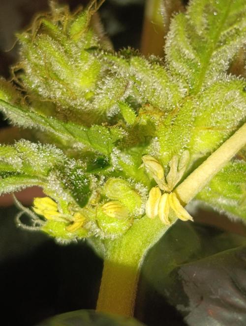 Biscotti Gelato Marshydro. Week 13