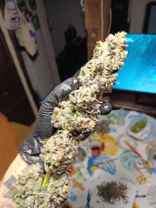 Papayton Xpertnutrients. Week 12