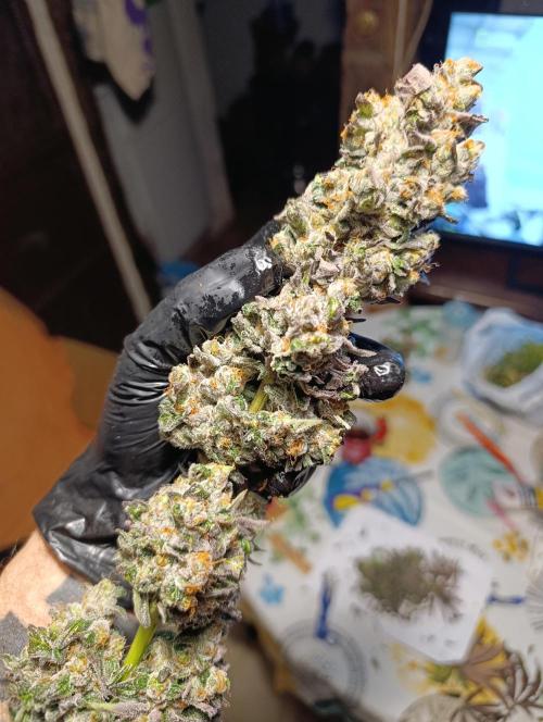 Papayton Xpertnutrients. Week 12