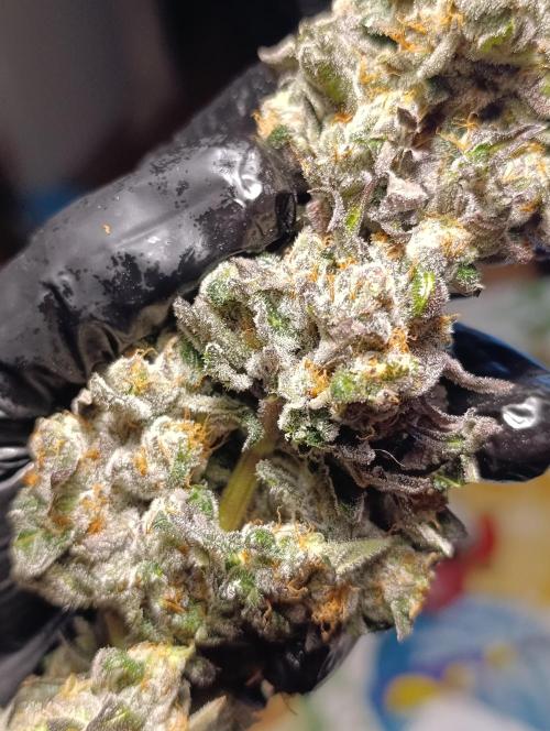 Papayton Xpertnutrients. Week 12