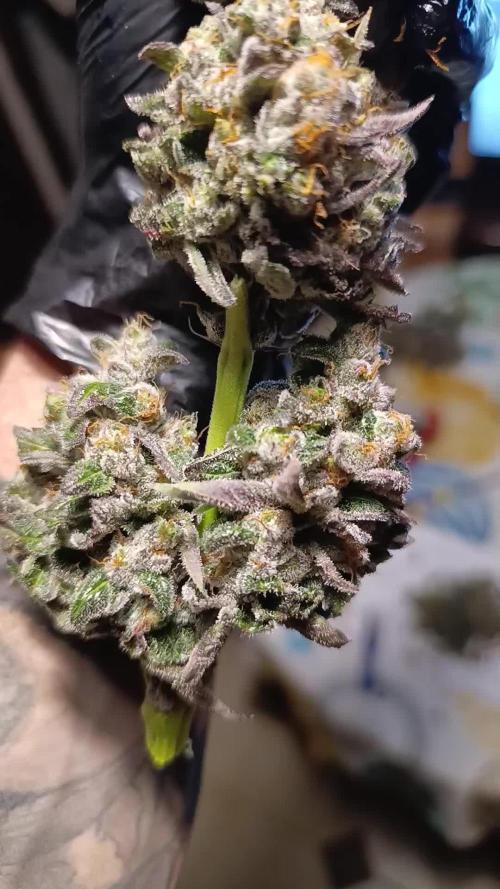 Papayton Xpertnutrients