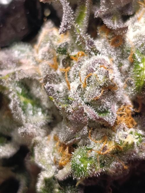 Papayton Xpertnutrients. Week 12