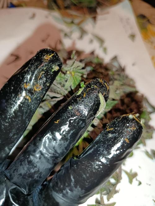 Papayton Xpertnutrients. Week 12