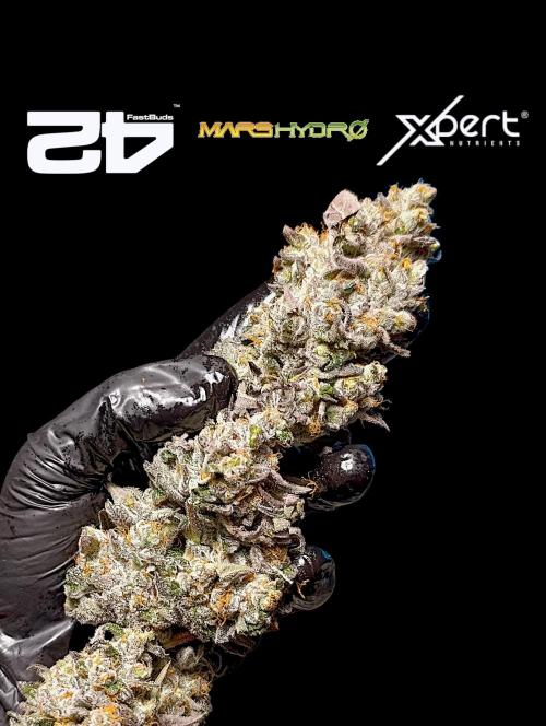 Papayton Xpertnutrients. Week 12