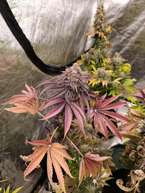 Lemon Cherry Runtz FC6500. Week 12