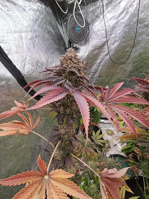 Lemon Cherry Runtz FC6500. Week 12