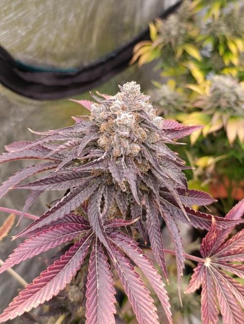 Lemon Cherry Runtz FC6500. Week 12