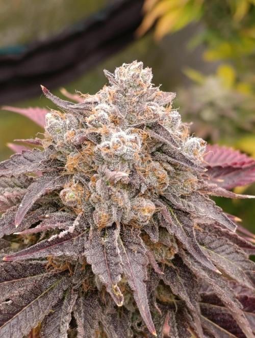 Lemon Cherry Runtz FC6500. Week 12