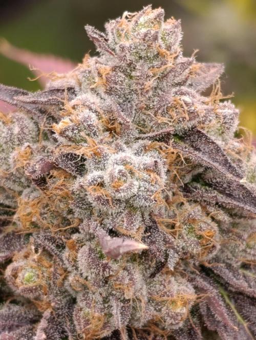 Lemon Cherry Runtz FC6500. Week 12