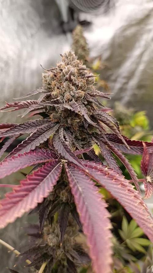 Lemon Cherry Runtz FC6500