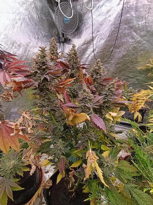 Sticky Queen Flower. Week 13