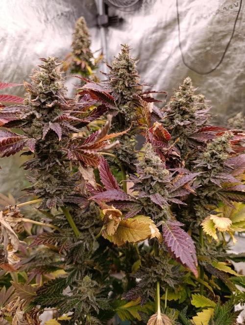 Sticky Queen Flower. Week 13