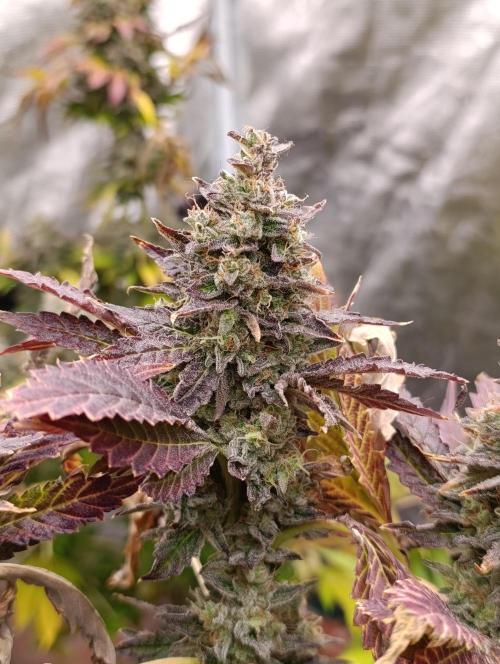 Sticky Queen Flower. Week 13