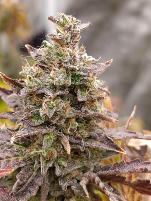 Sticky Queen Flower. Week 13