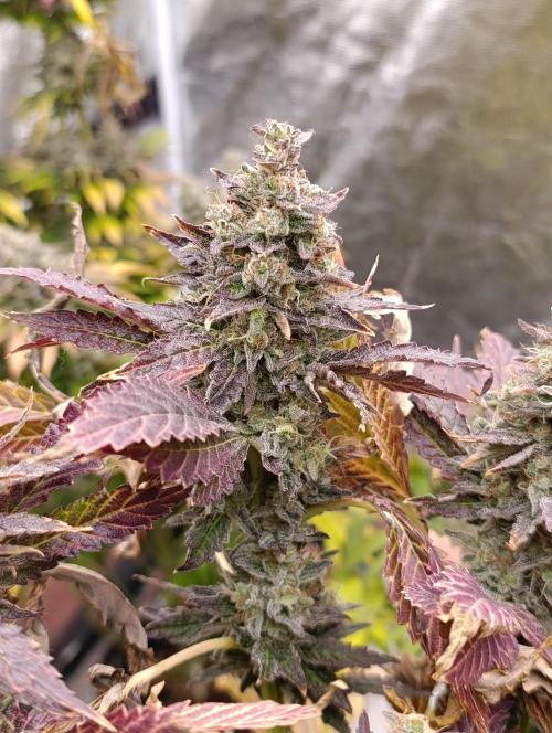 Sticky Queen Flower. Week 13