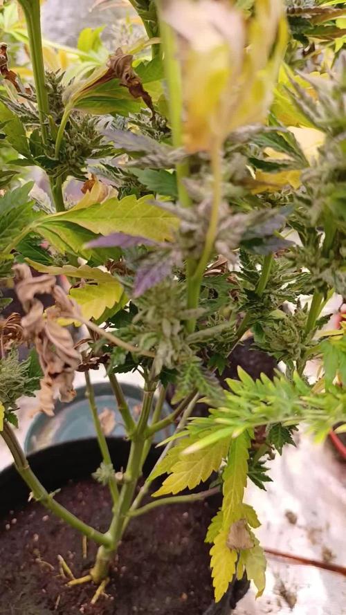 Sticky Queen Flower