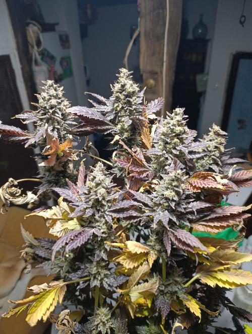 Sticky Queen Flower. Week 14