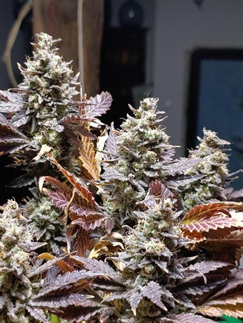 Sticky Queen Flower. Week 14