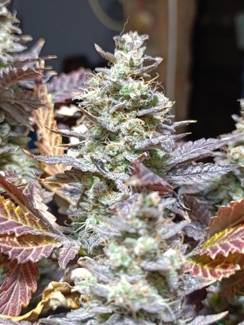 Sticky Queen Flower. Week 14