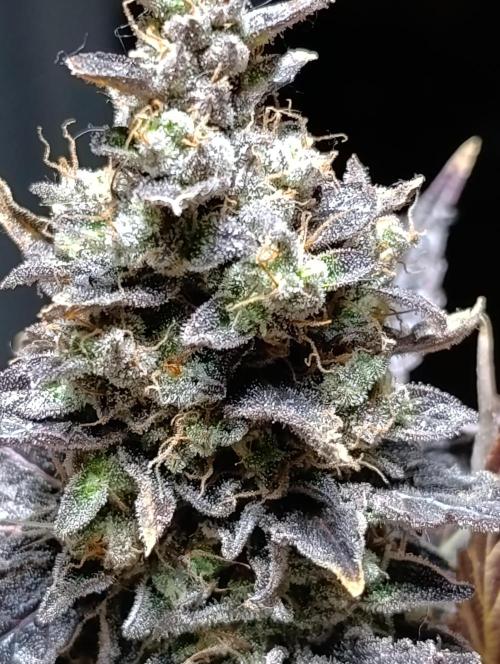 Sticky Queen Flower. Week 14