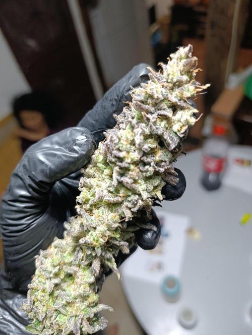 Sticky Queen Flower. Week 14