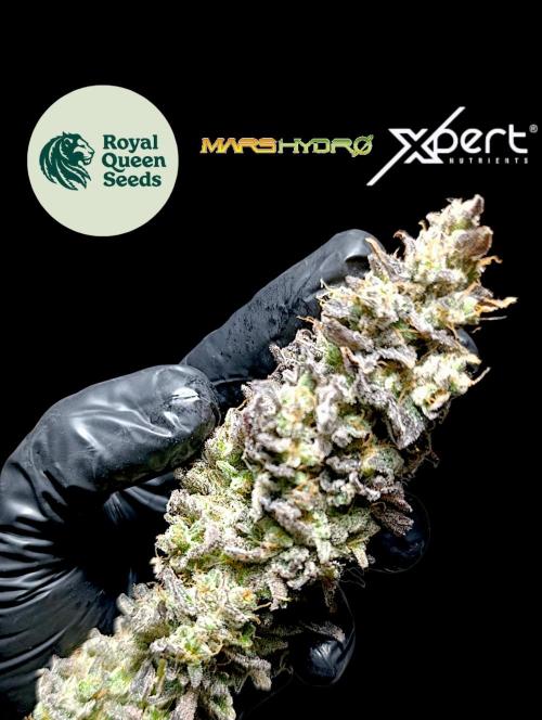 Sticky Queen Flower. Week 14