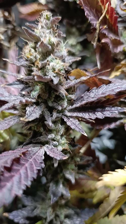 Sticky Queen Flower