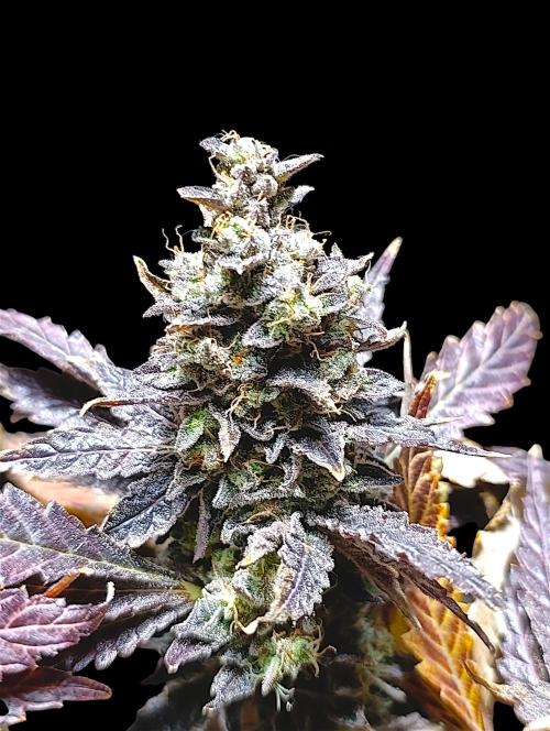 Sticky Queen Flower. Week 14